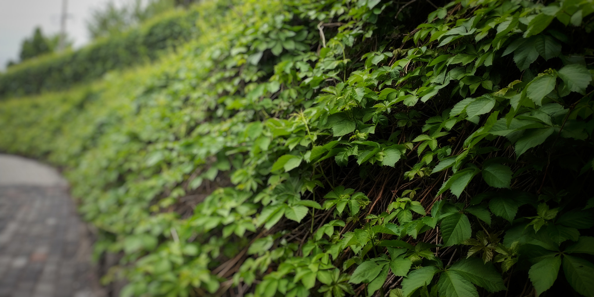 Xiaomi MIX 2 sample photo. 绿 photography
