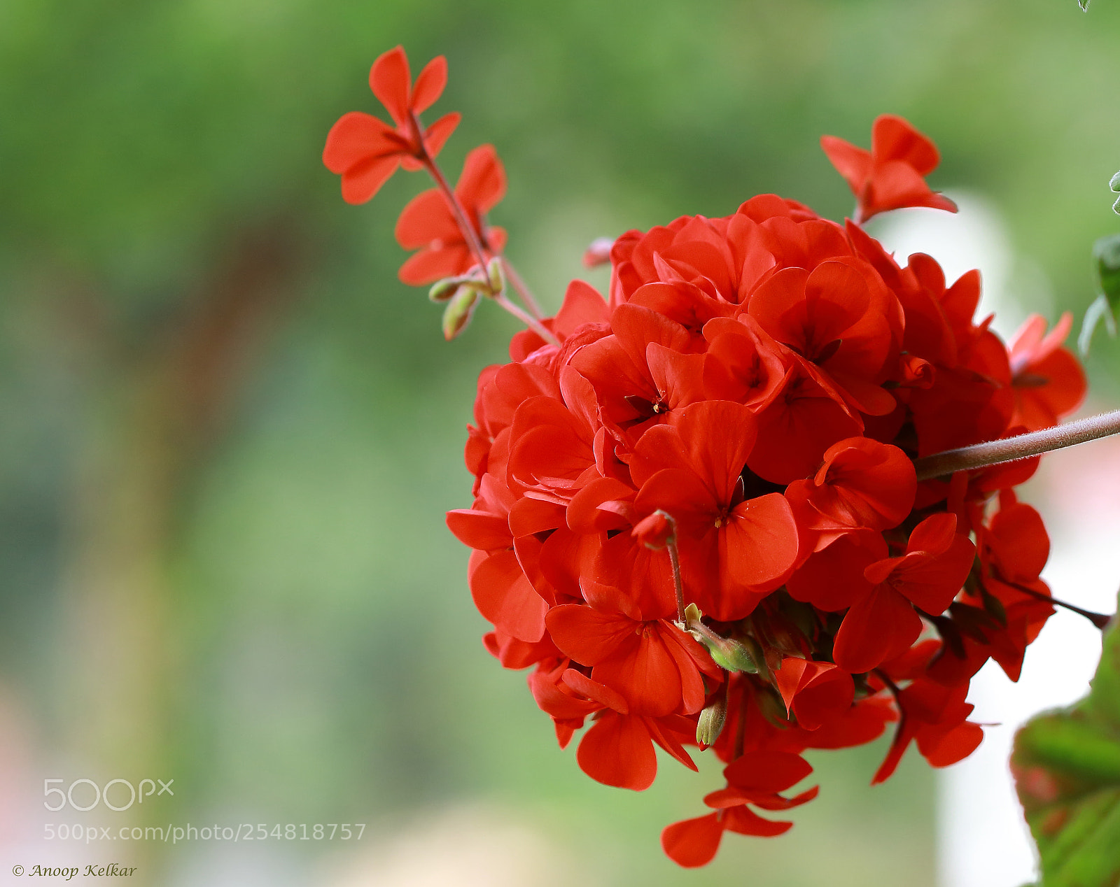 Canon EOS 700D (EOS Rebel T5i / EOS Kiss X7i) sample photo. Red bunch photography