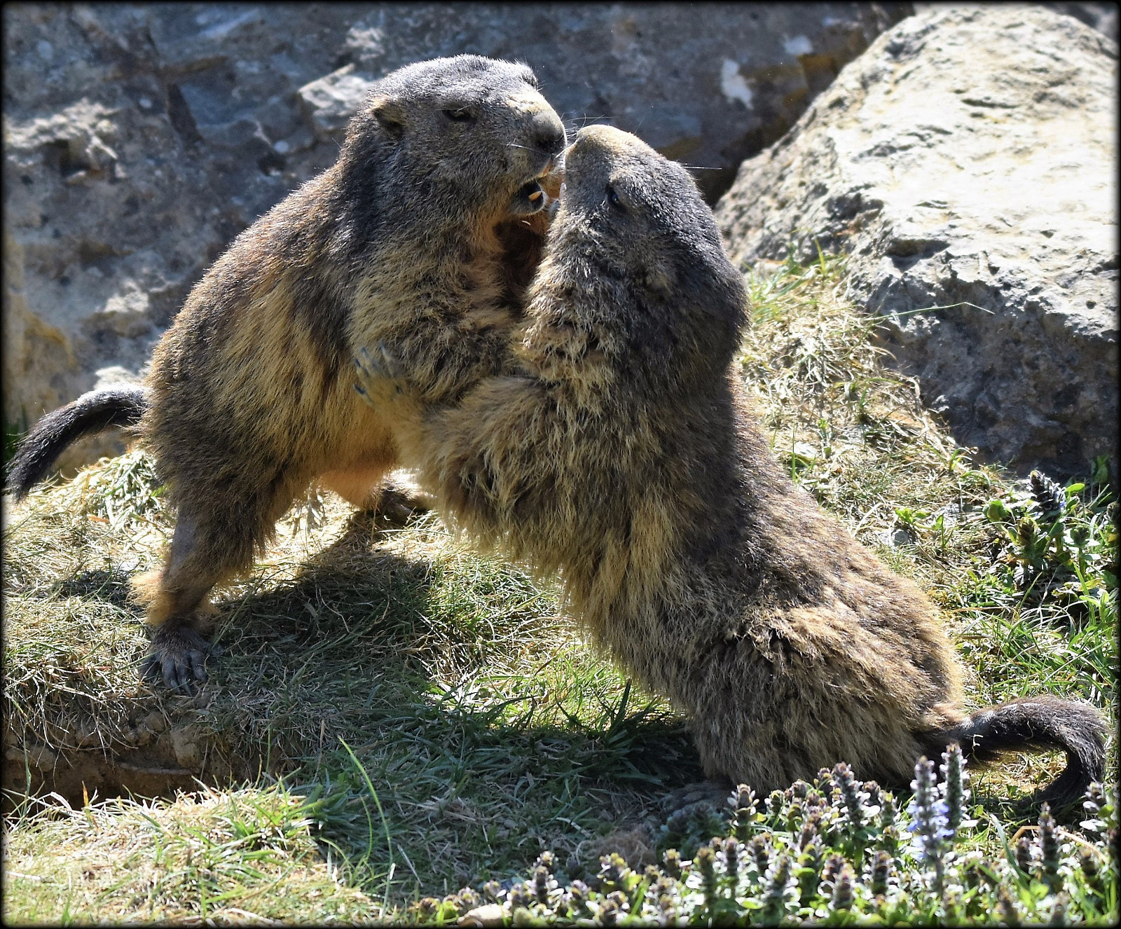 Nikon D7200 sample photo. "grrrrr" photography