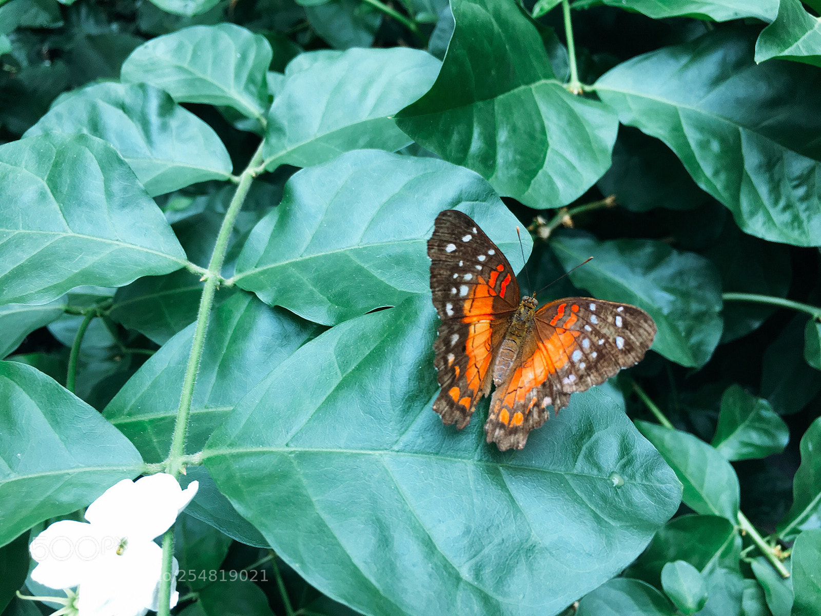 Apple iPhone 6s sample photo. Butterfly photography