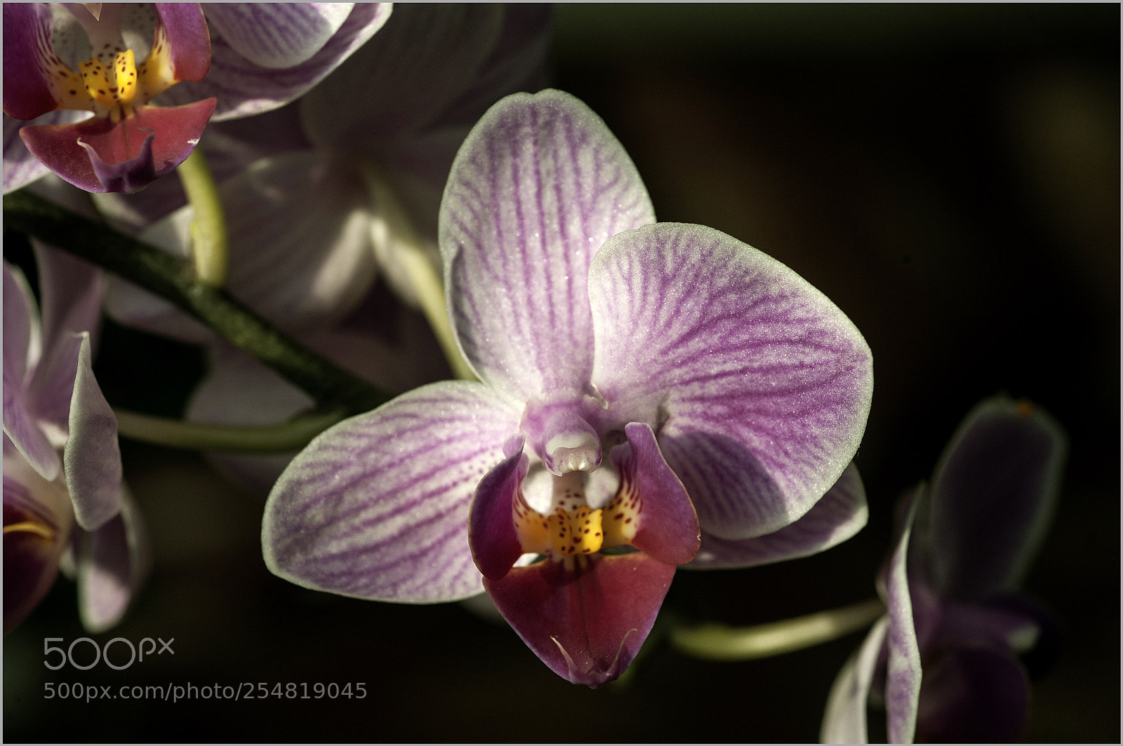 Nikon D700 sample photo. *** photography