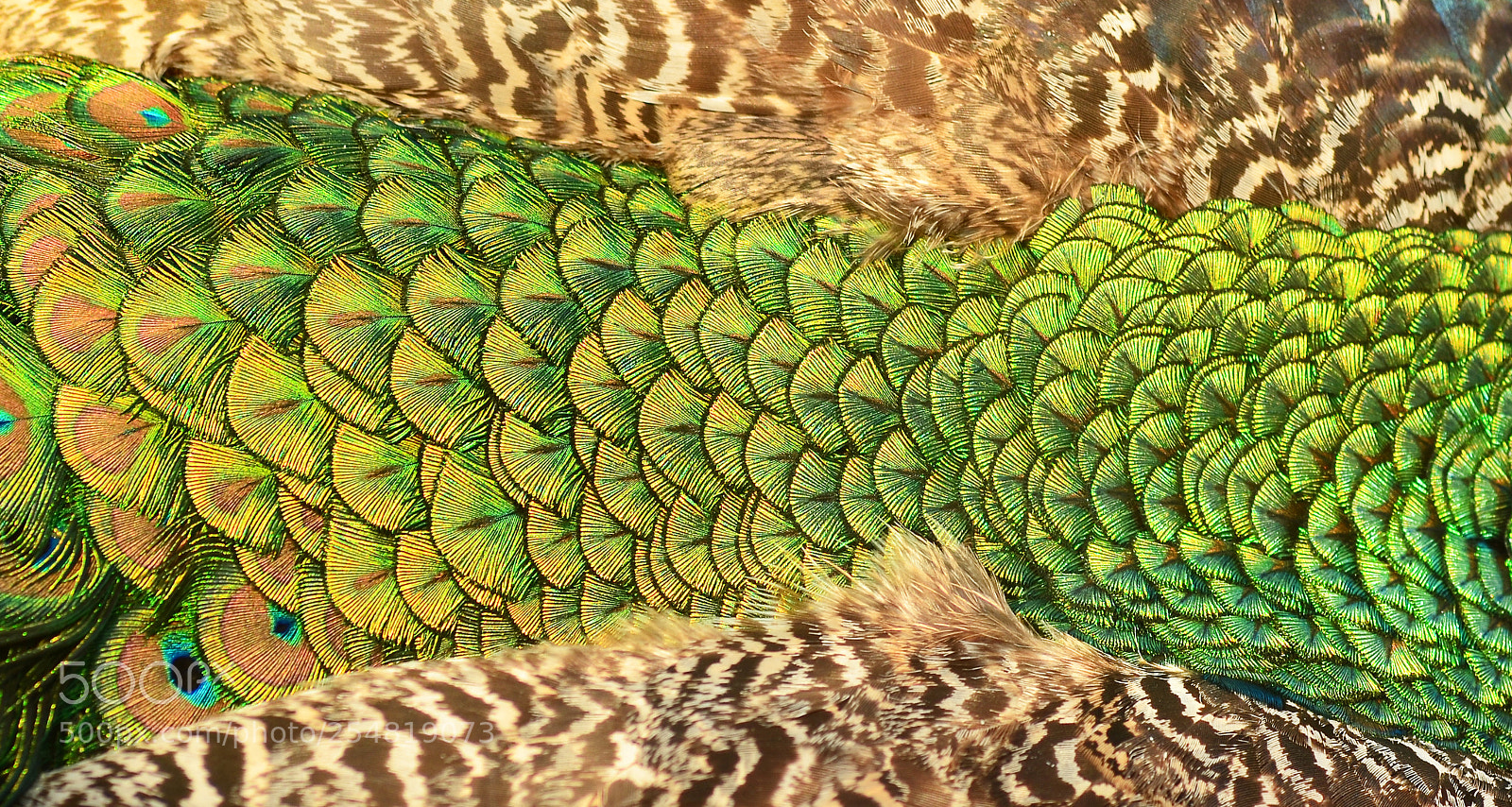 Nikon D7000 sample photo. Peacock abstract photography