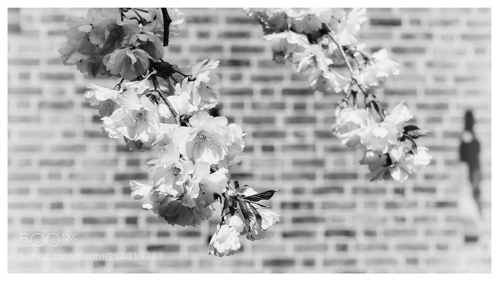 Sony a6000 sample photo. | spring is here | photography