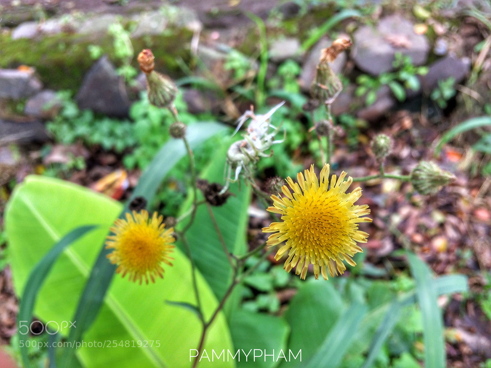 Apple iPhone 5s sample photo. Flowers  photography