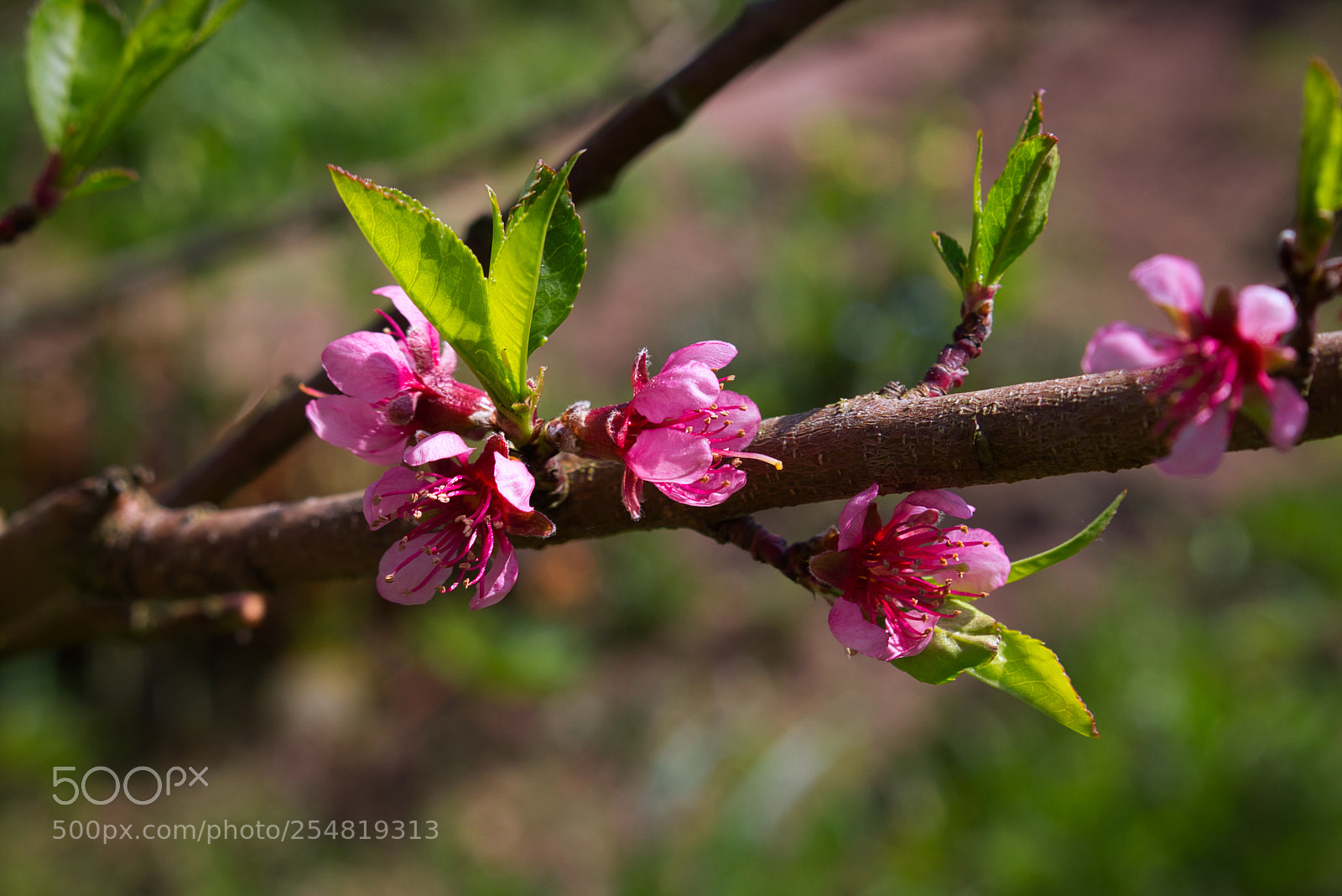 Canon EOS 700D (EOS Rebel T5i / EOS Kiss X7i) sample photo. Fr hling in unserem photography