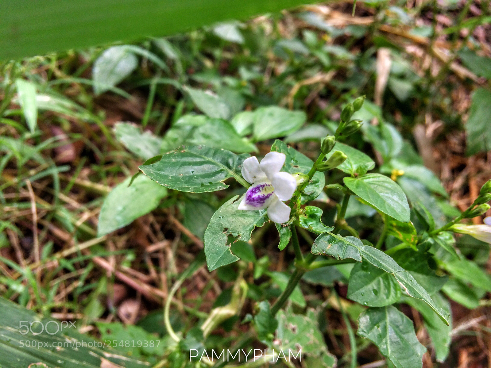 Apple iPhone 5s sample photo. Untitled photography