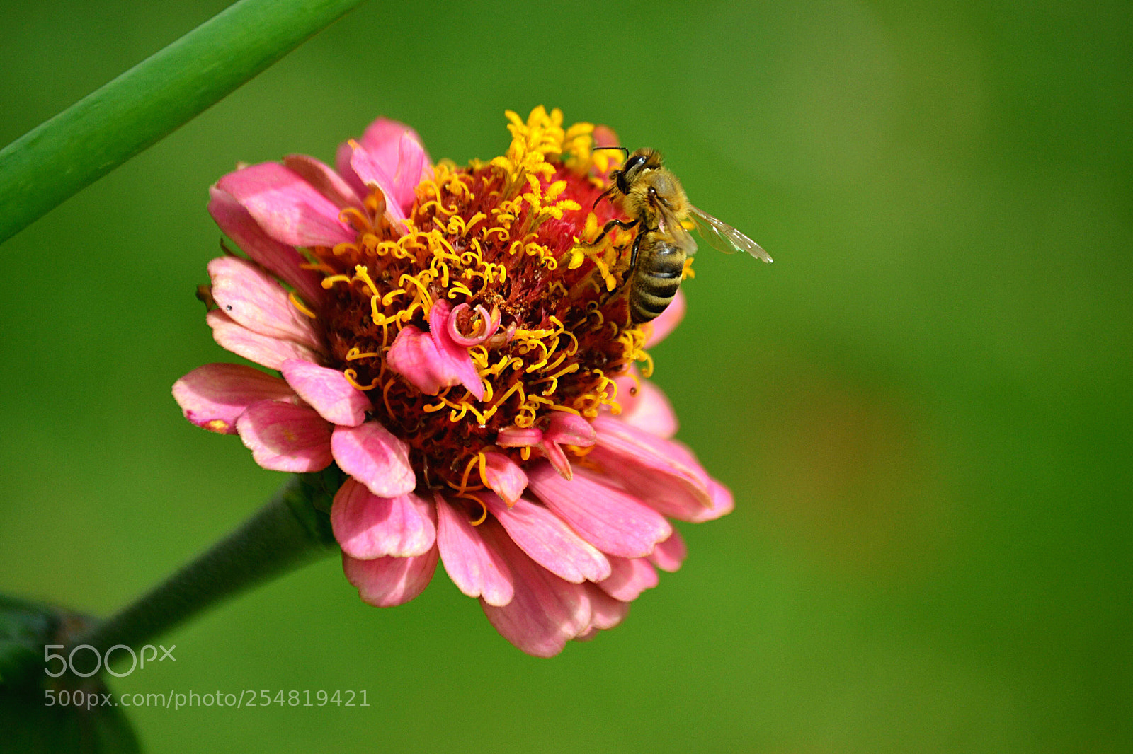 Nikon D3100 sample photo. Flower photography