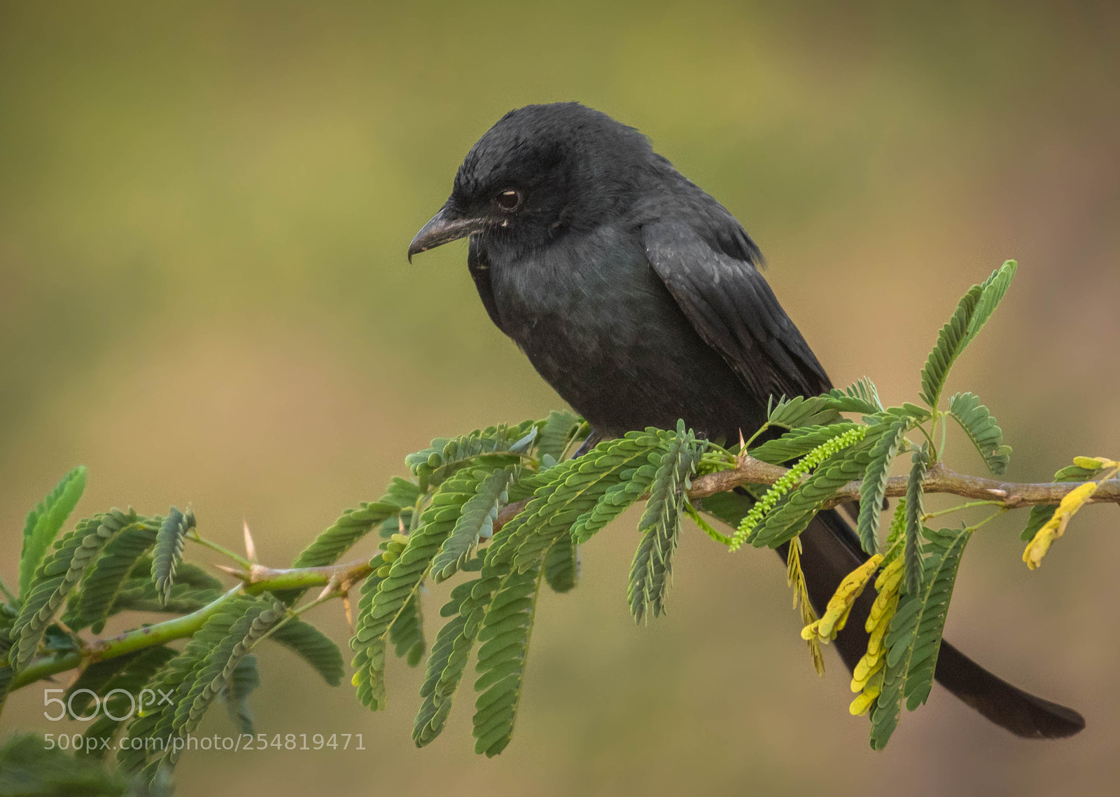 Nikon D5300 sample photo. Drongo photography