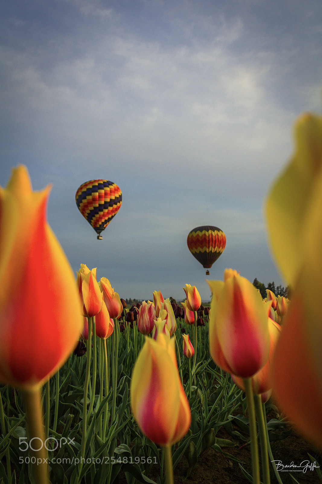 Canon EOS 1200D (EOS Rebel T5 / EOS Kiss X70 / EOS Hi) sample photo. Tulips and ballons photography
