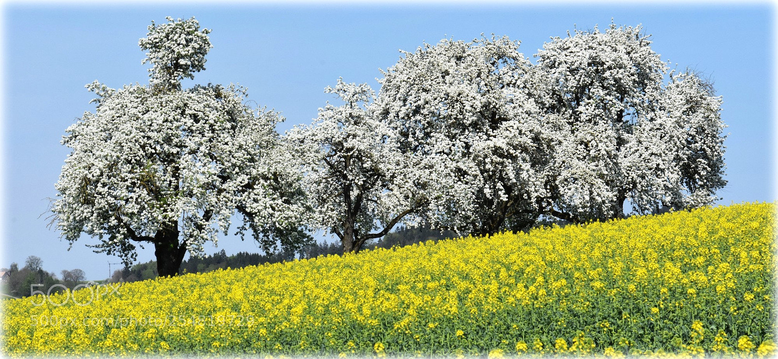 Nikon D7200 sample photo. "blossom over blossom" photography