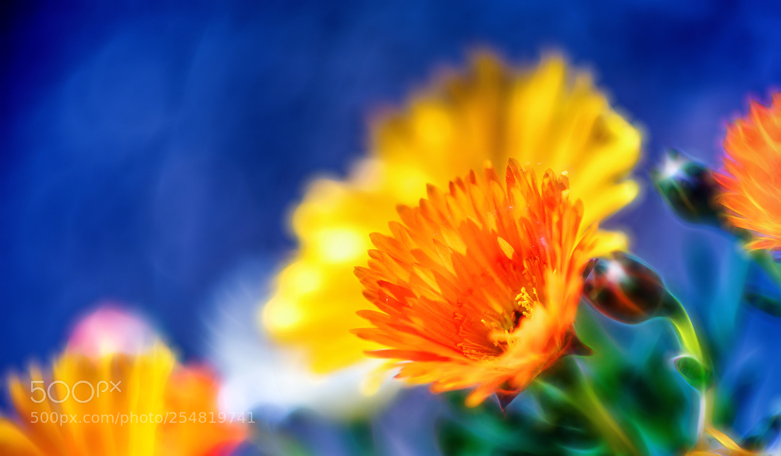Nikon D850 sample photo. Expecting summer photography
