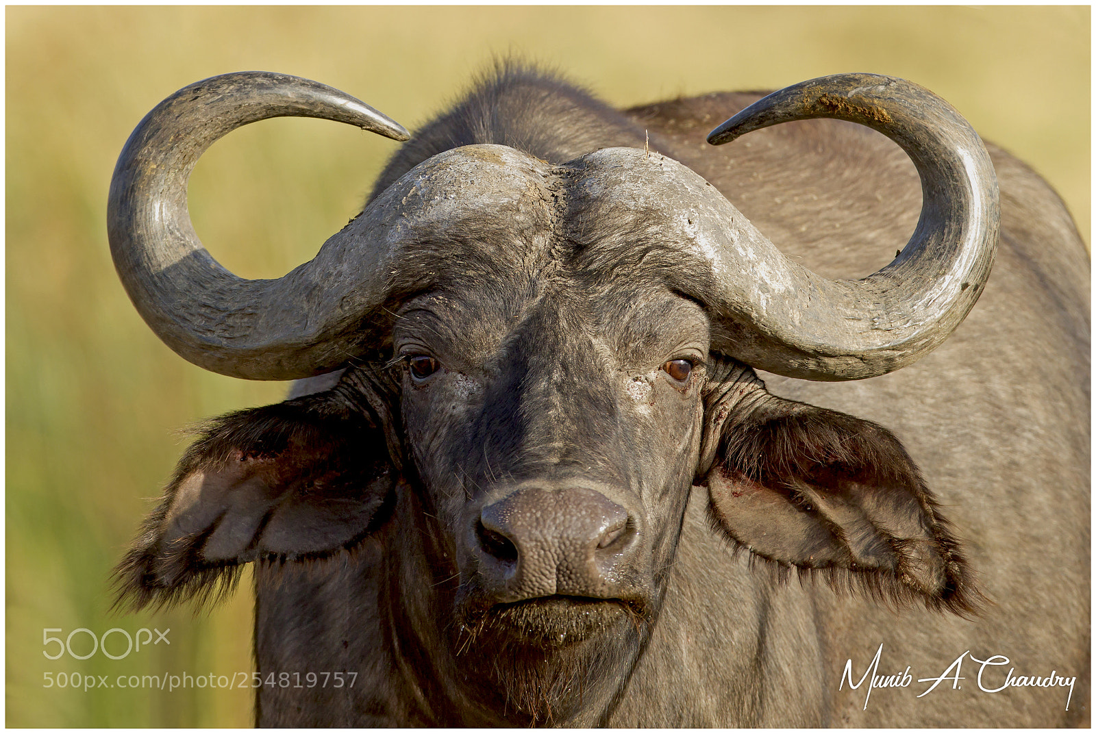 Canon EOS-1D Mark IV sample photo. The african buffalo! photography