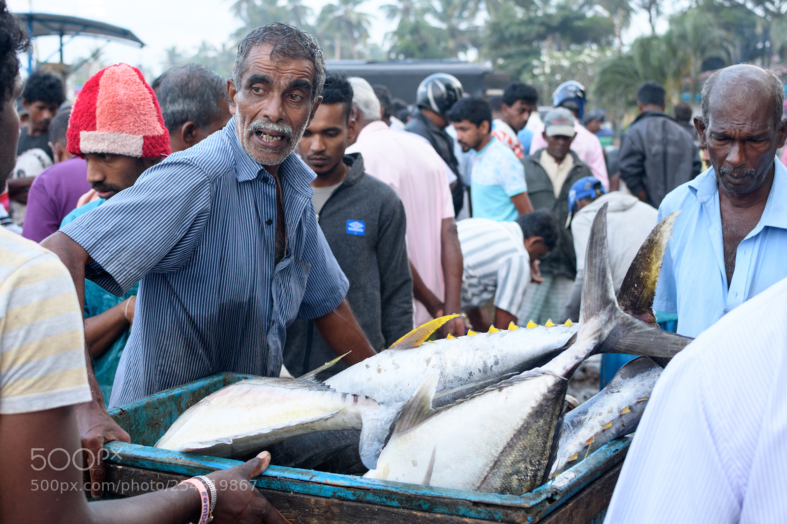 Nikon D7500 sample photo. Fish market photography