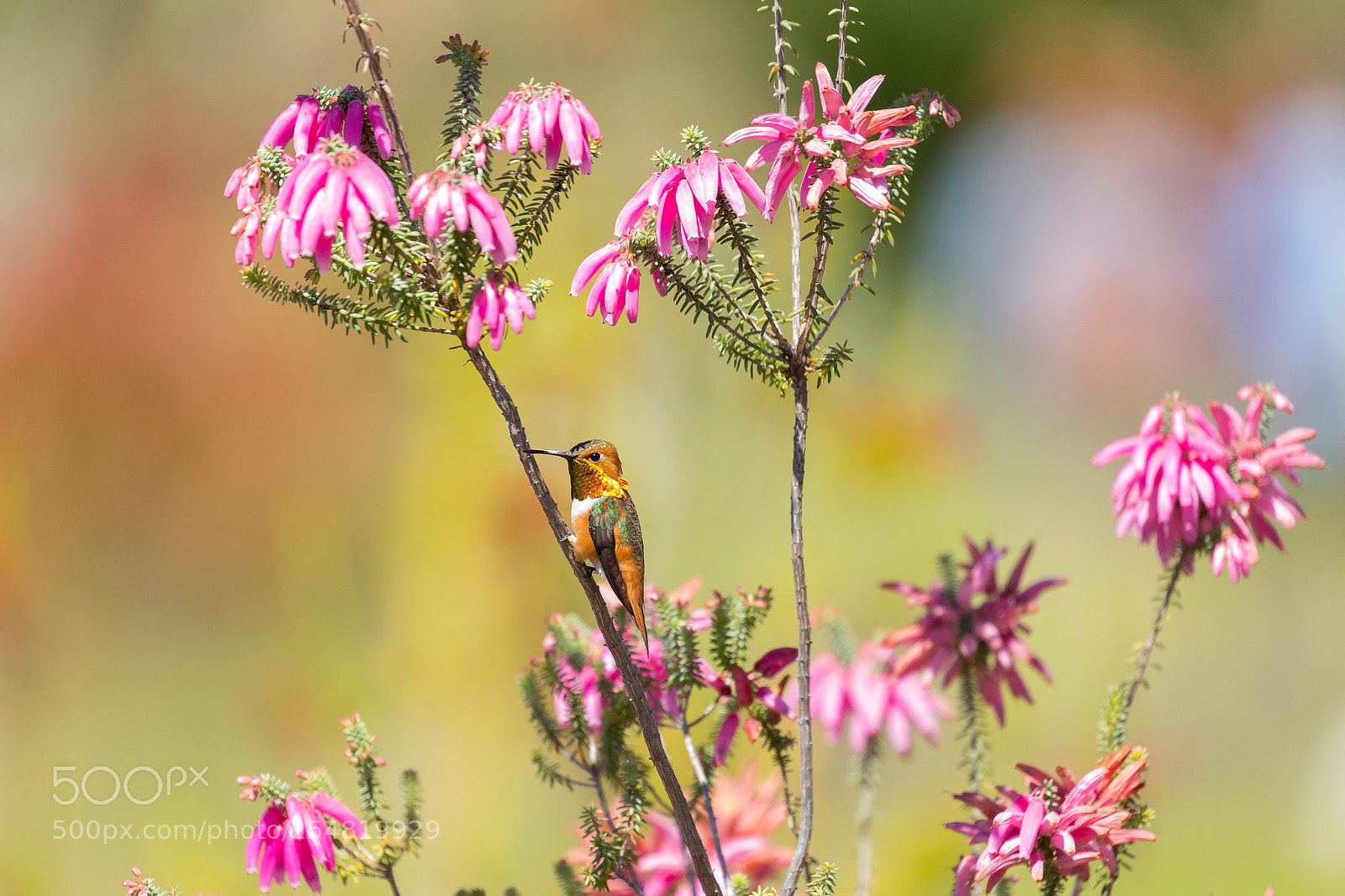 Canon EOS-1D X sample photo. Male allen's hummingbird in photography