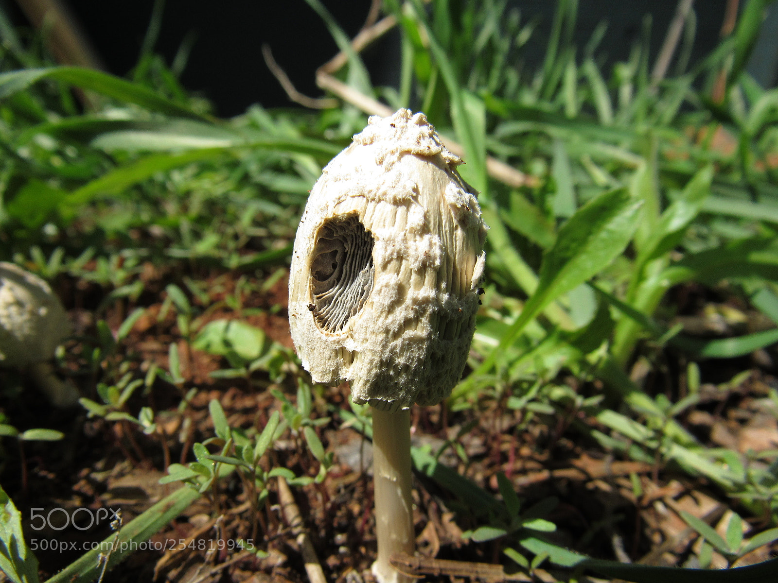 Canon PowerShot SX530 HS sample photo. Fungi photography