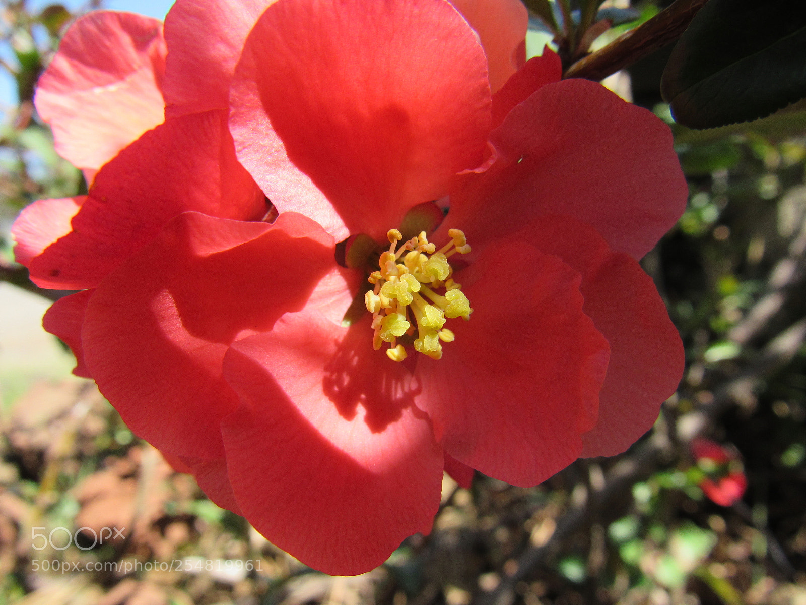 Canon PowerShot SX530 HS sample photo. Red flowers photography