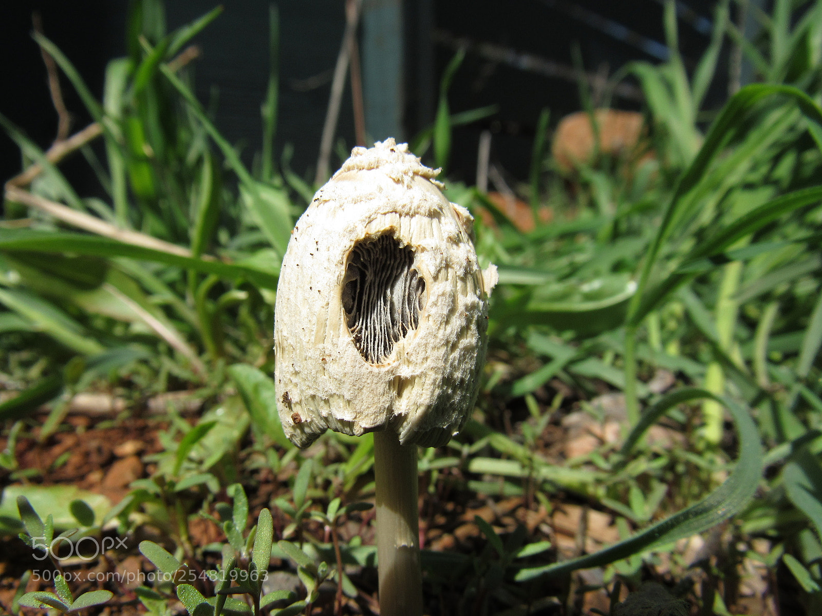 Canon PowerShot SX530 HS sample photo. Fungi photography