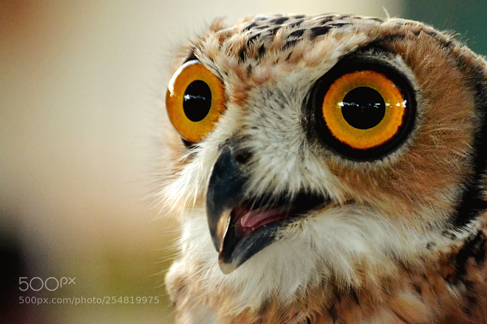 Nikon D3100 sample photo. Owl photography