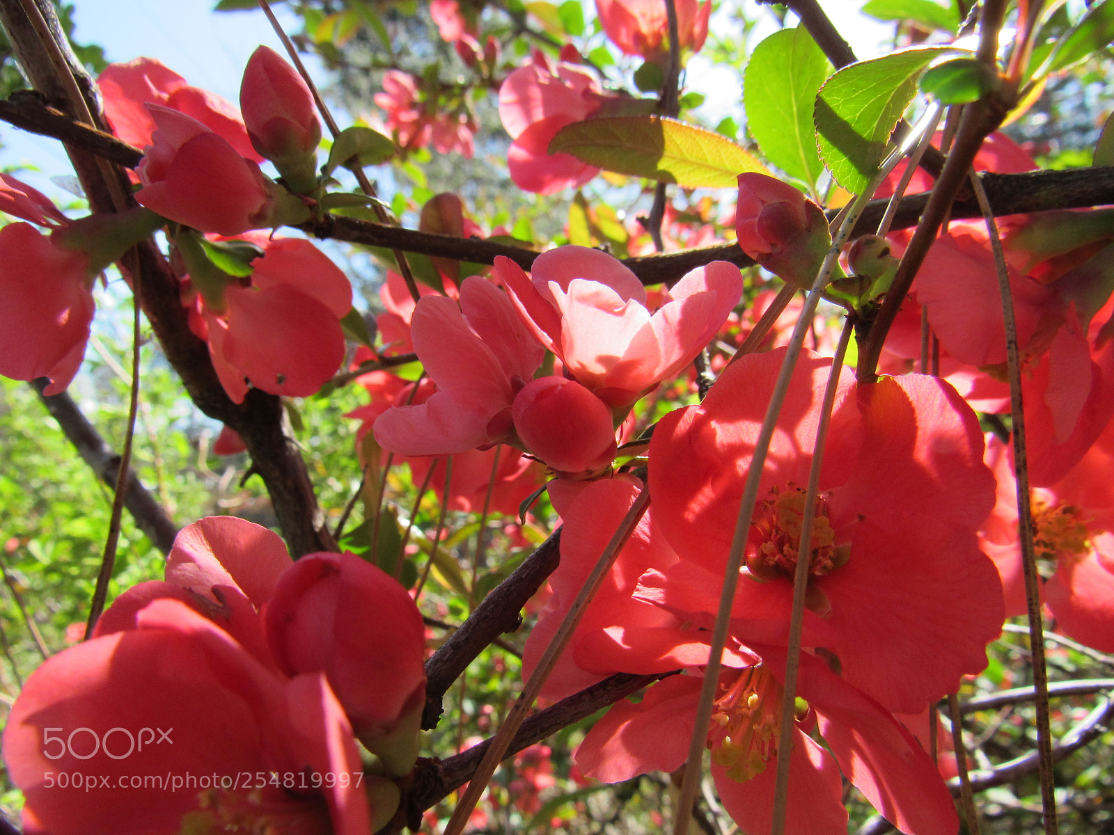 Canon PowerShot SX530 HS sample photo. Red flowers photography