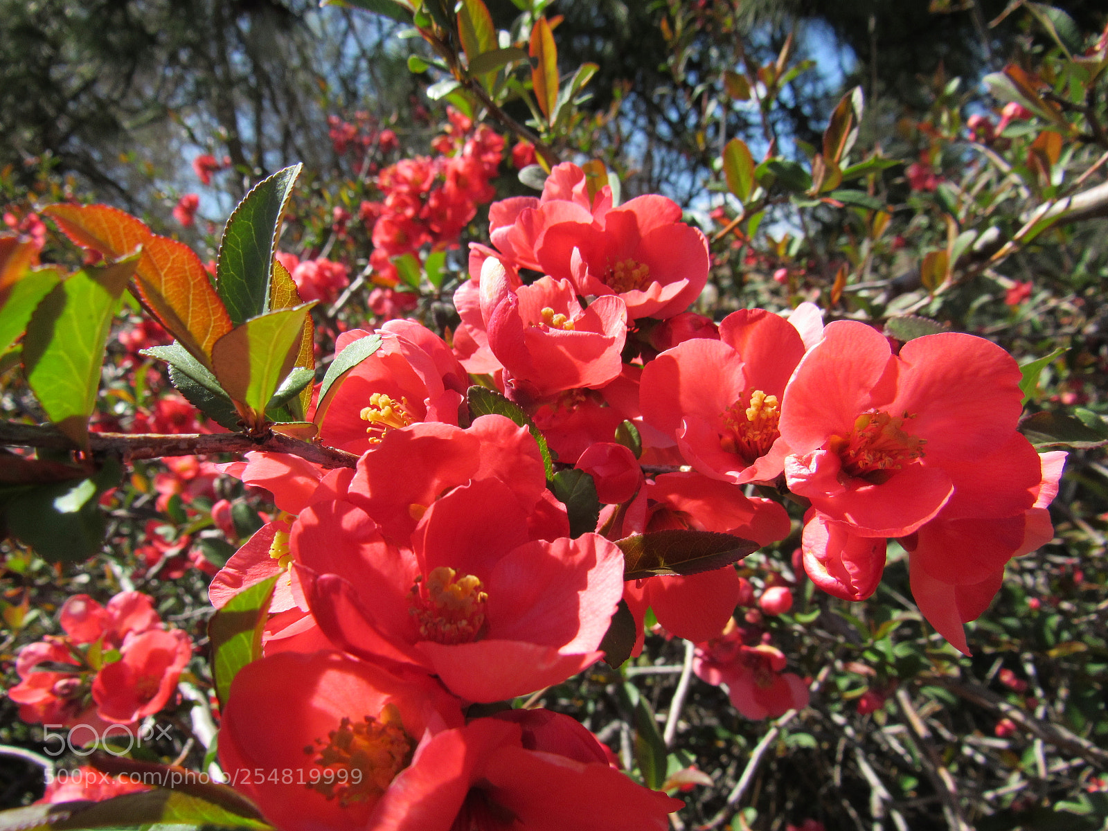 Canon PowerShot SX530 HS sample photo. Red flowers photography