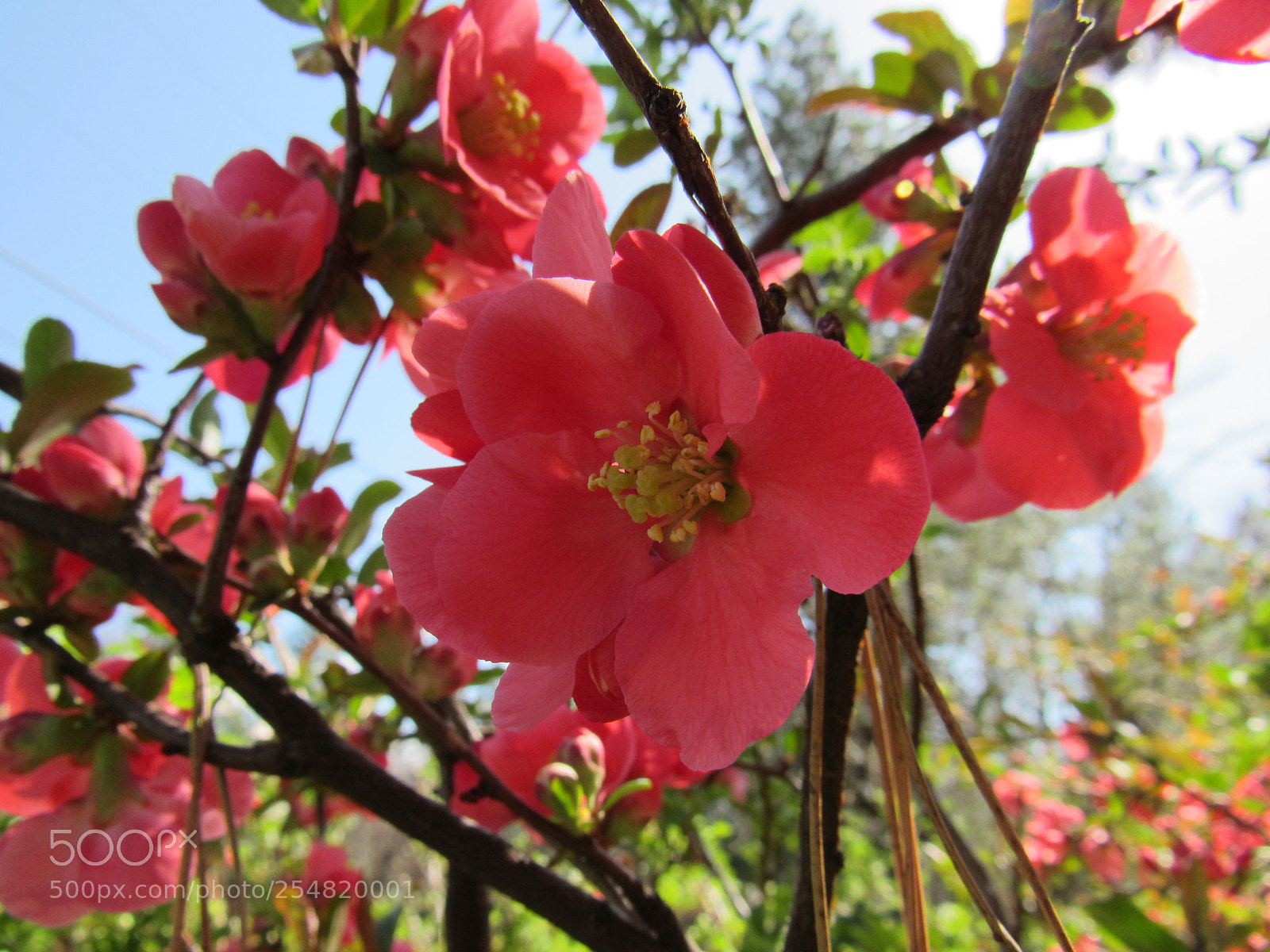 Canon PowerShot SX530 HS sample photo. Red flowers photography