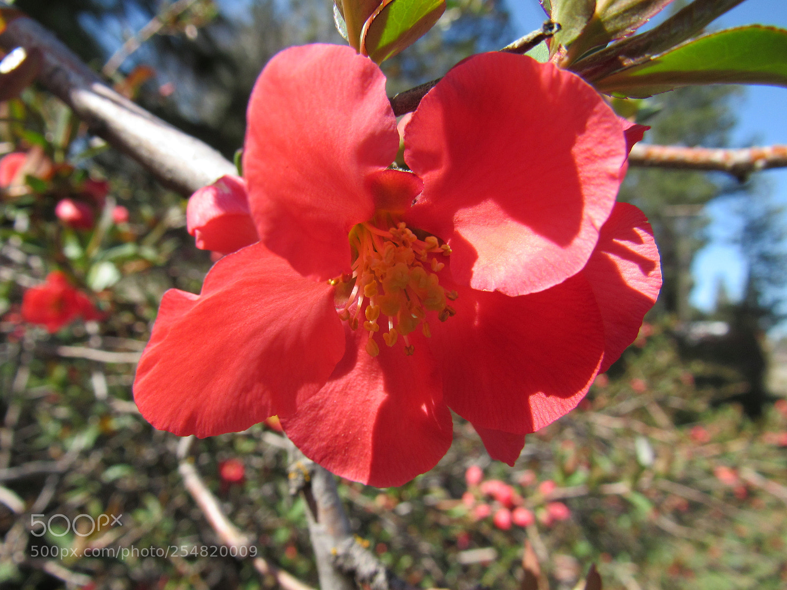 Canon PowerShot SX530 HS sample photo. Red flowers photography