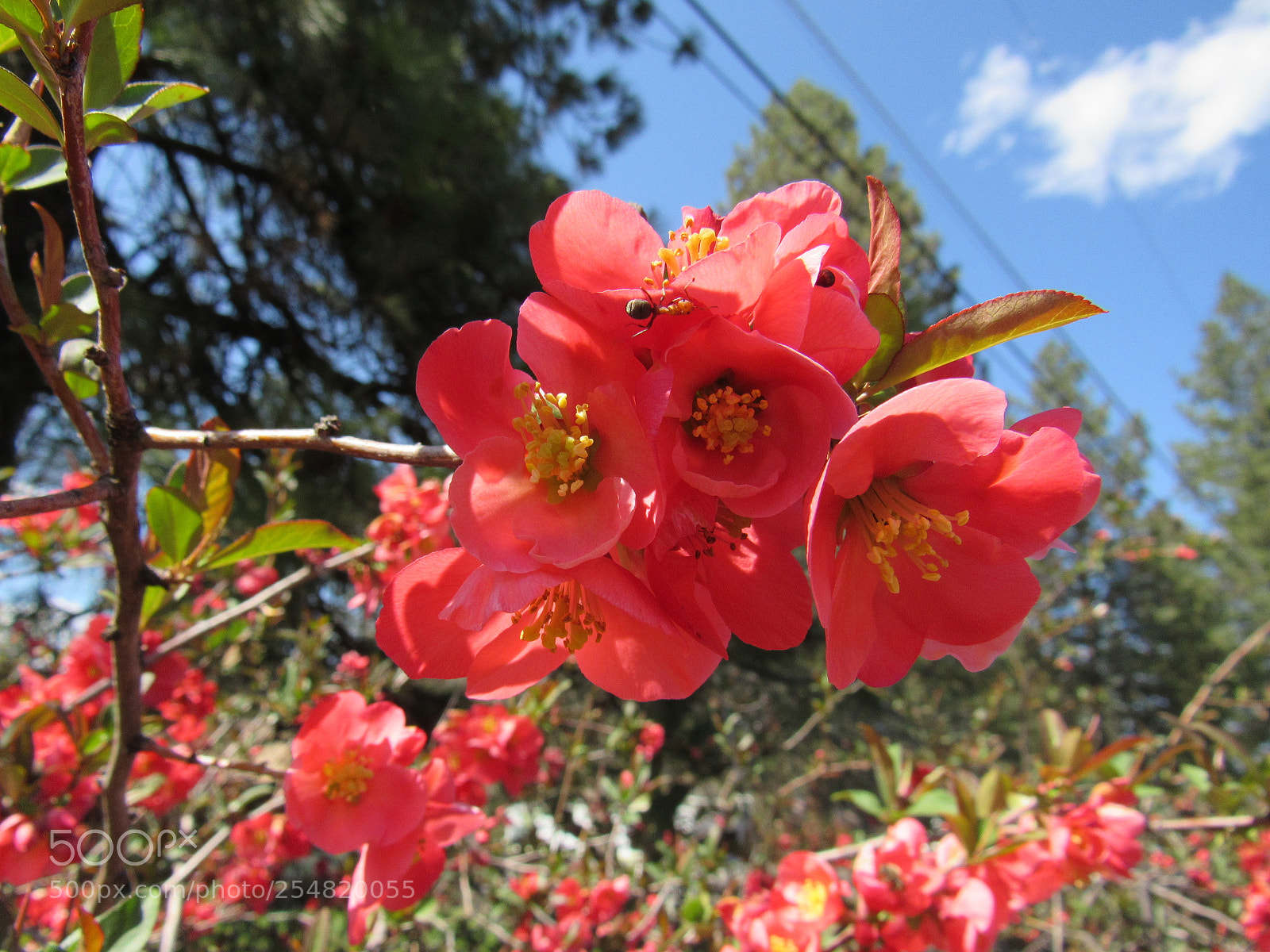 Canon PowerShot SX530 HS sample photo. Red flowers photography