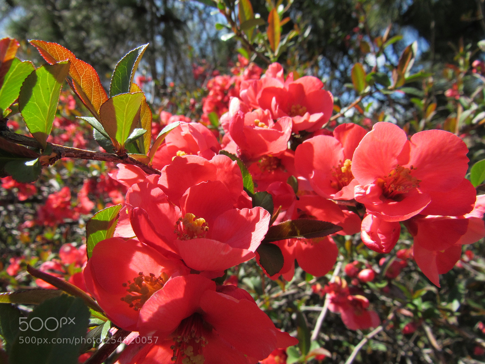 Canon PowerShot SX530 HS sample photo. Red flowers photography