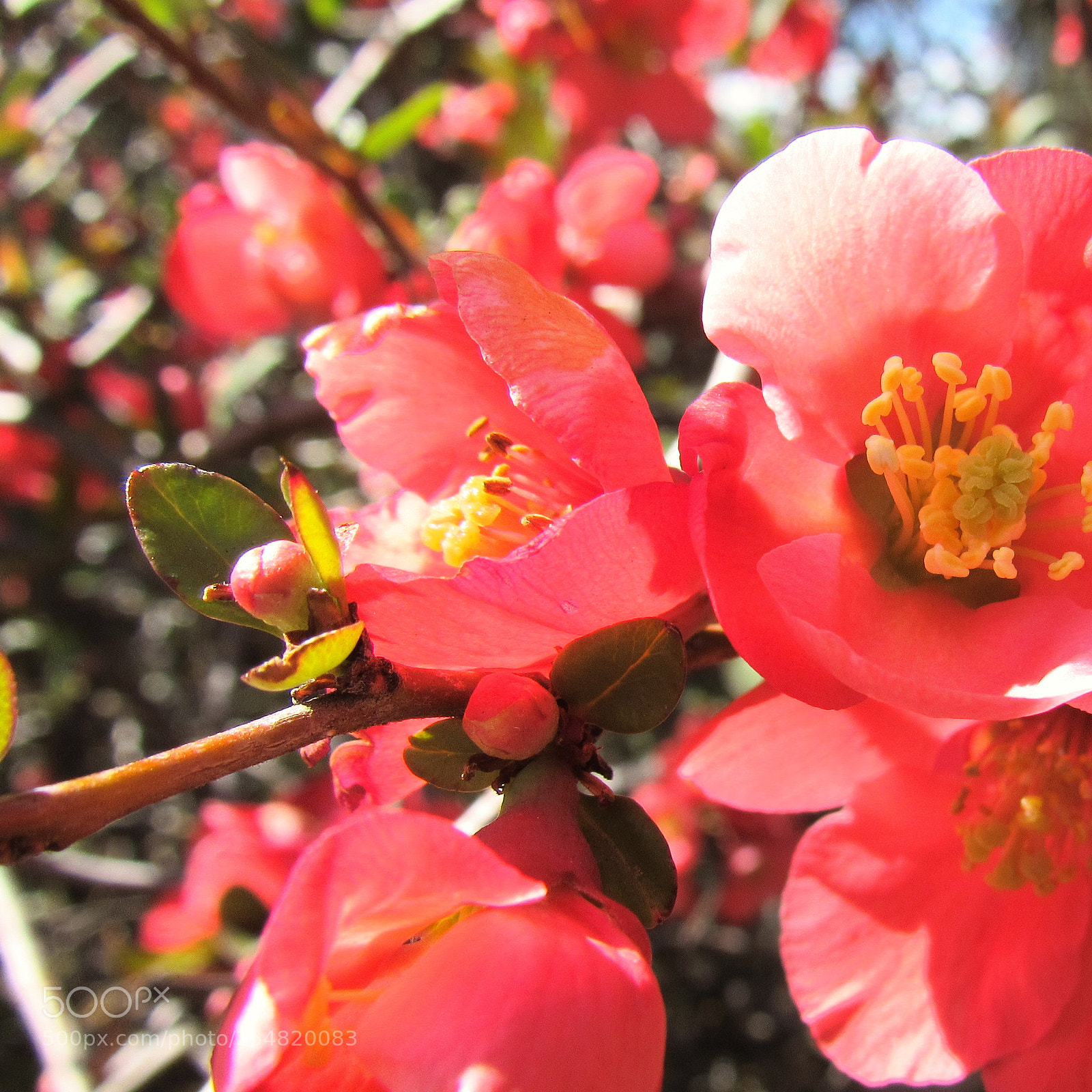 Canon PowerShot SX530 HS sample photo. Red flowers photography