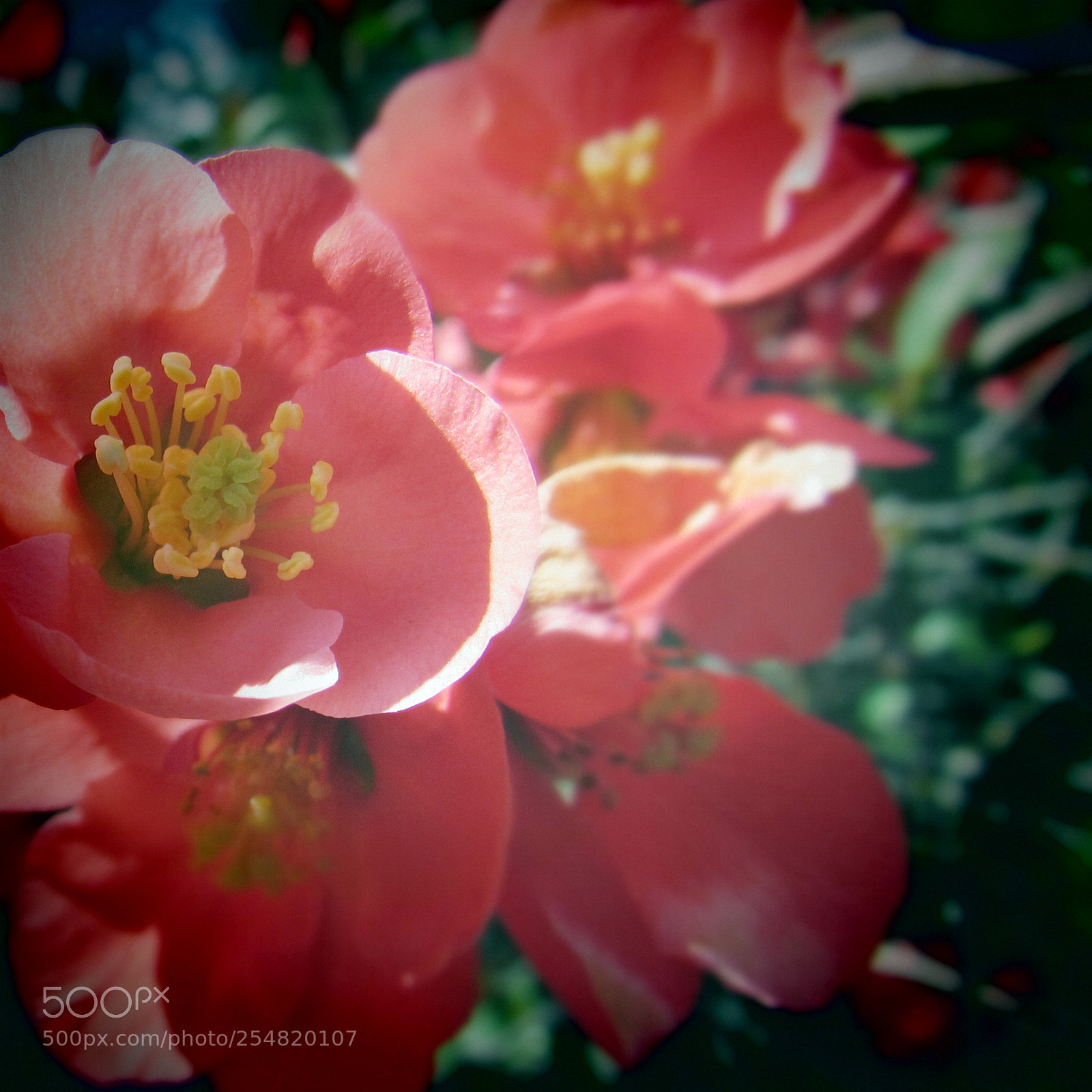 Canon PowerShot SX530 HS sample photo. Red flowers photography