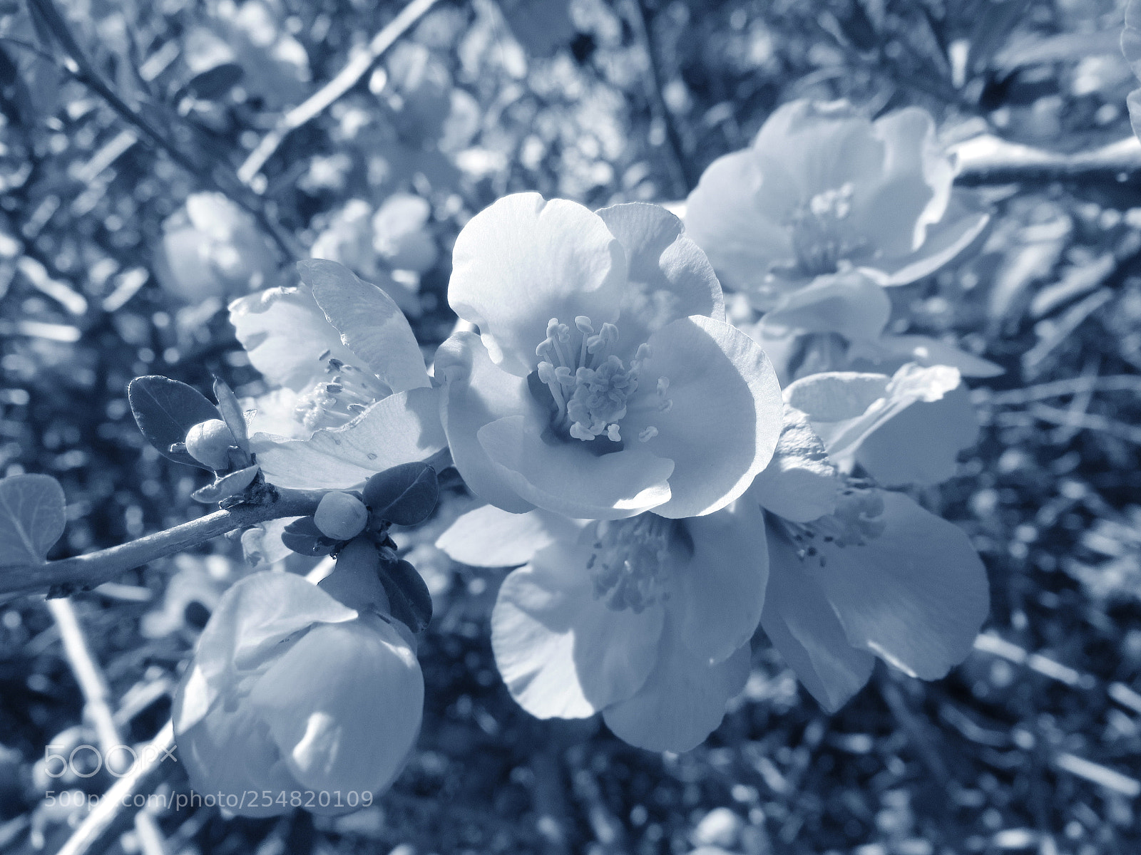 Canon PowerShot SX530 HS sample photo. Red flowers photography
