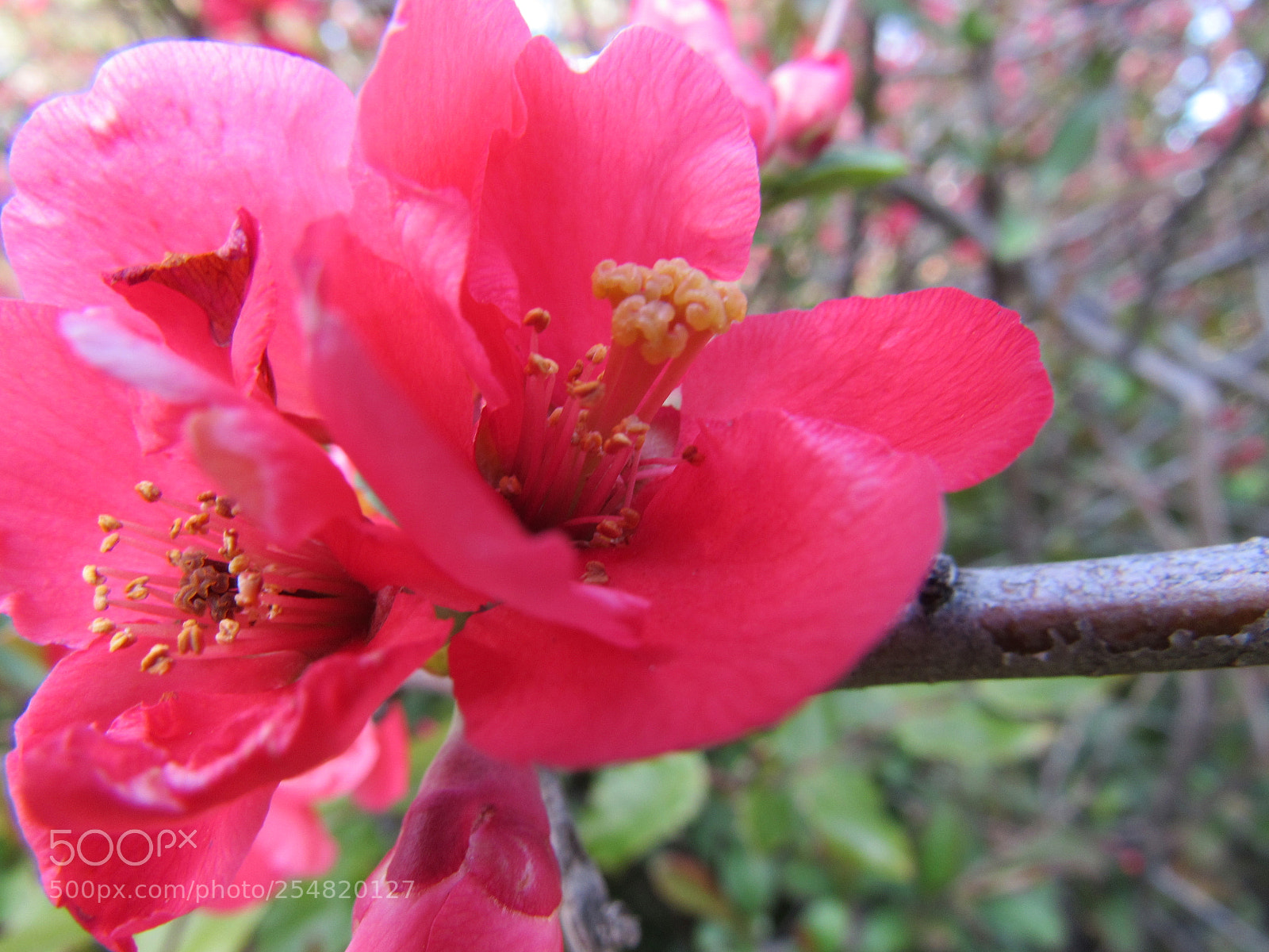 Canon PowerShot SX530 HS sample photo. Red flowers photography