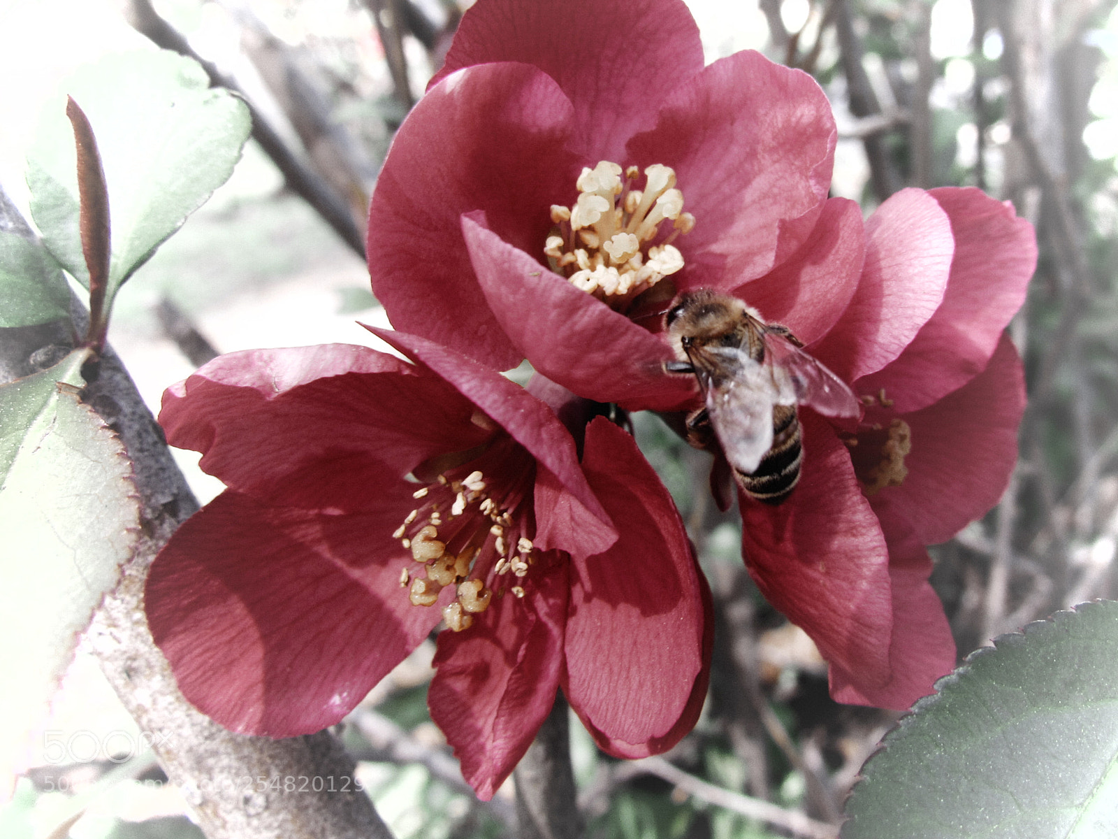 Canon PowerShot SX530 HS sample photo. Red flowers photography
