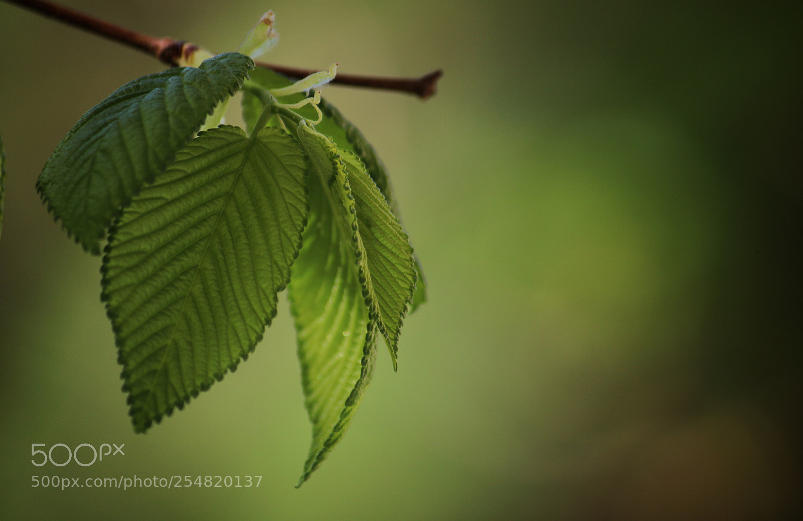 Canon EOS 760D (EOS Rebel T6s / EOS 8000D) sample photo. Simple green photography