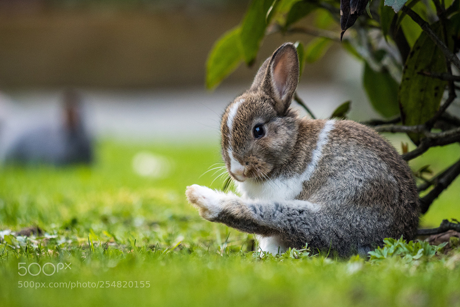 Olympus OM-D E-M5 II sample photo. Bunny yoga photography