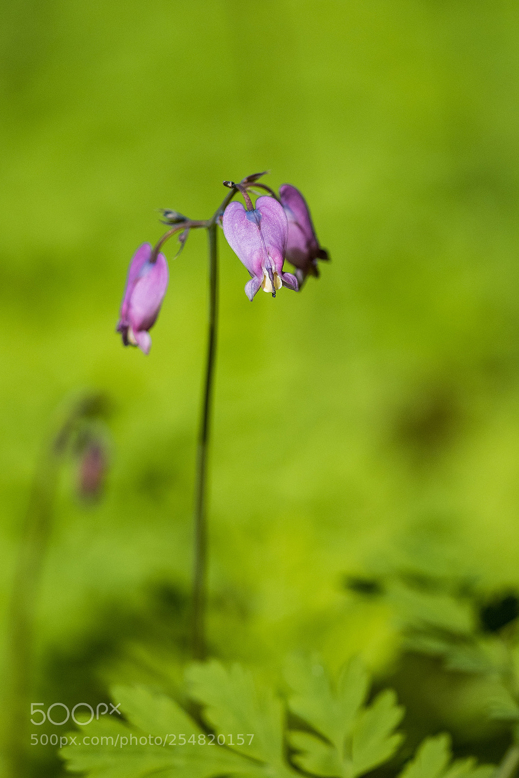 Olympus OM-D E-M5 II sample photo. Three little purple heart photography