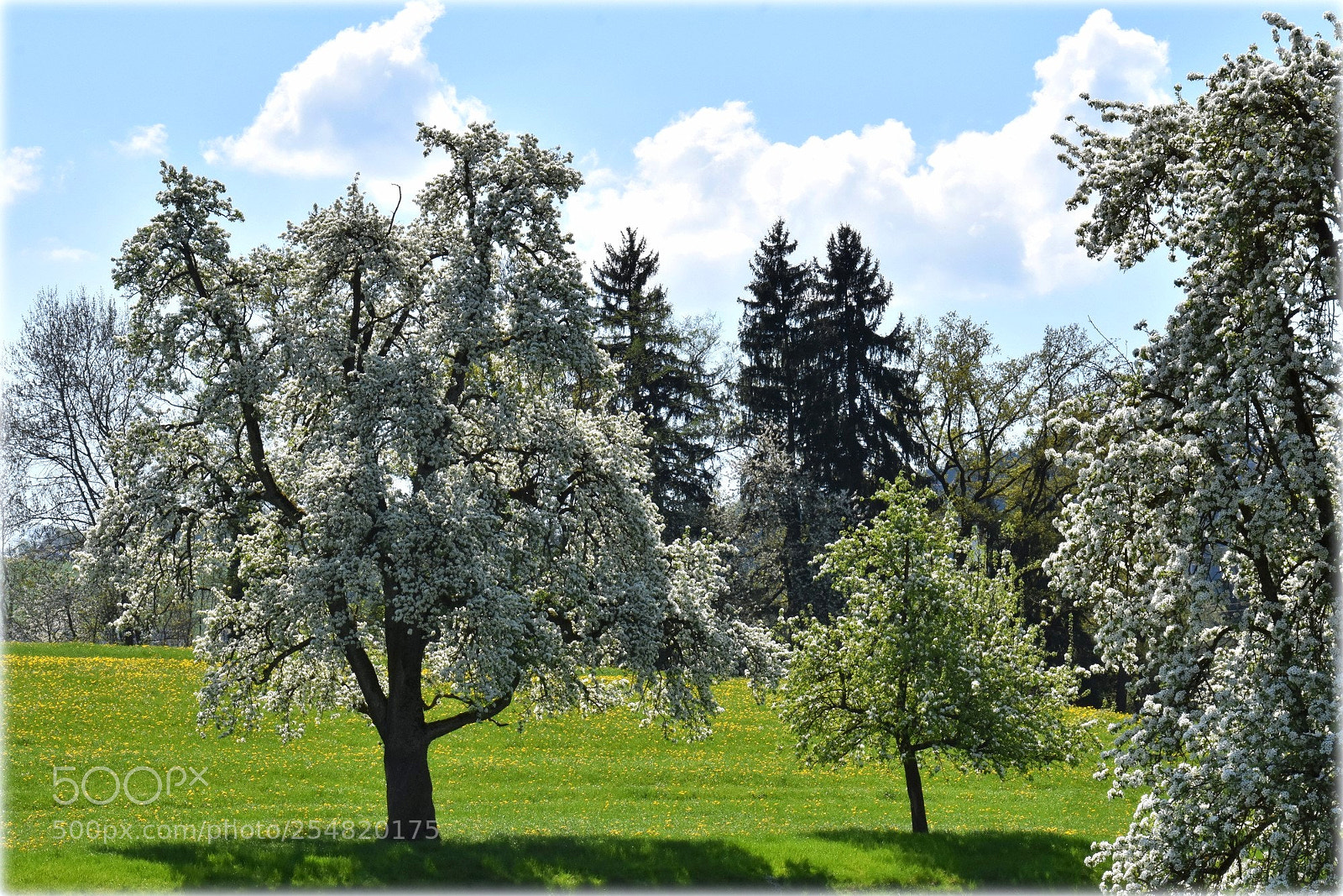 Nikon D7200 sample photo. "la primavera" photography