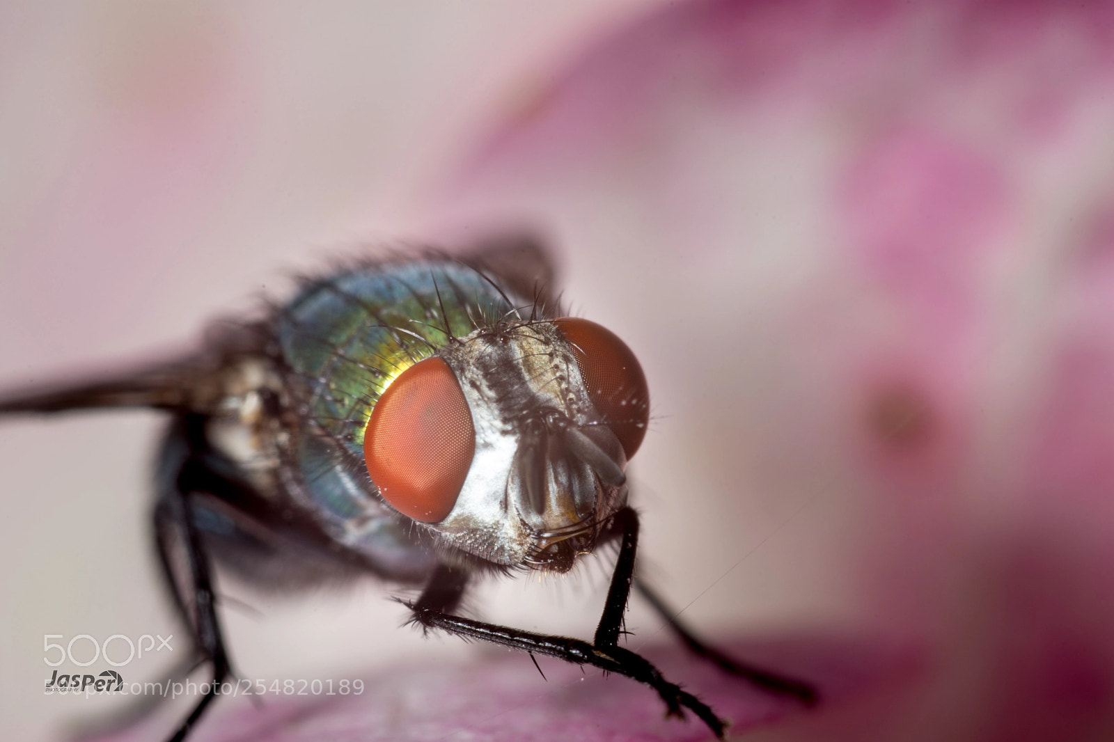 Nikon D7200 sample photo. Fly photography