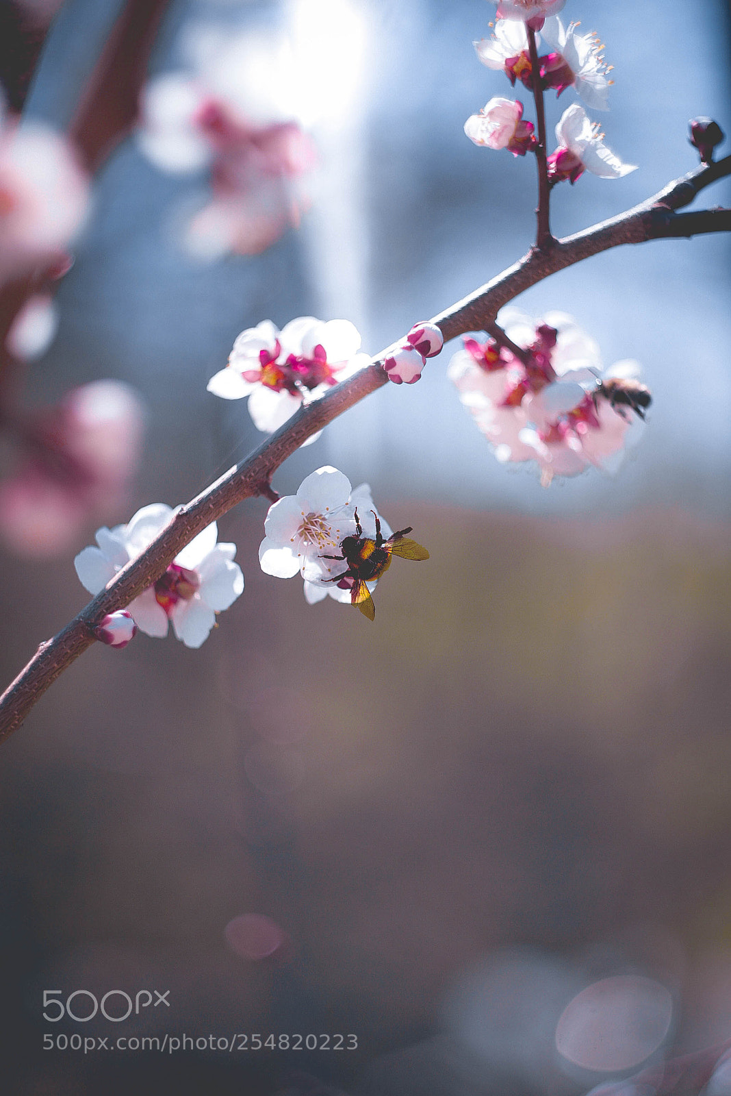 Canon EOS-1D Mark II N sample photo. Img photography