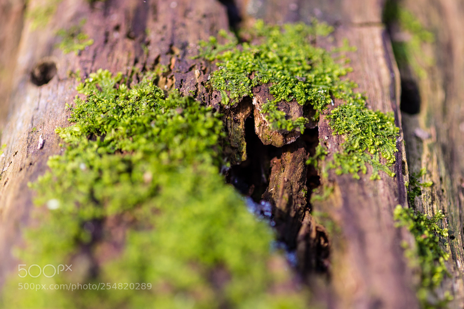 Nikon D610 sample photo. Little things photography