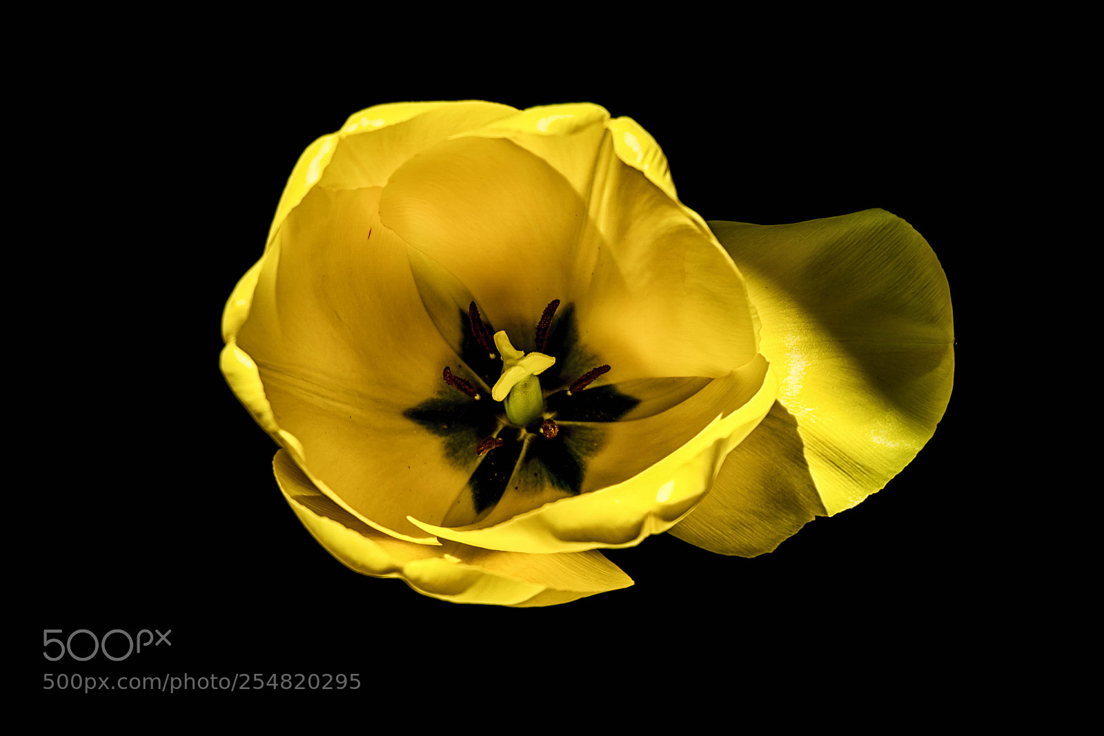 Sony a6000 sample photo. The tulip photography
