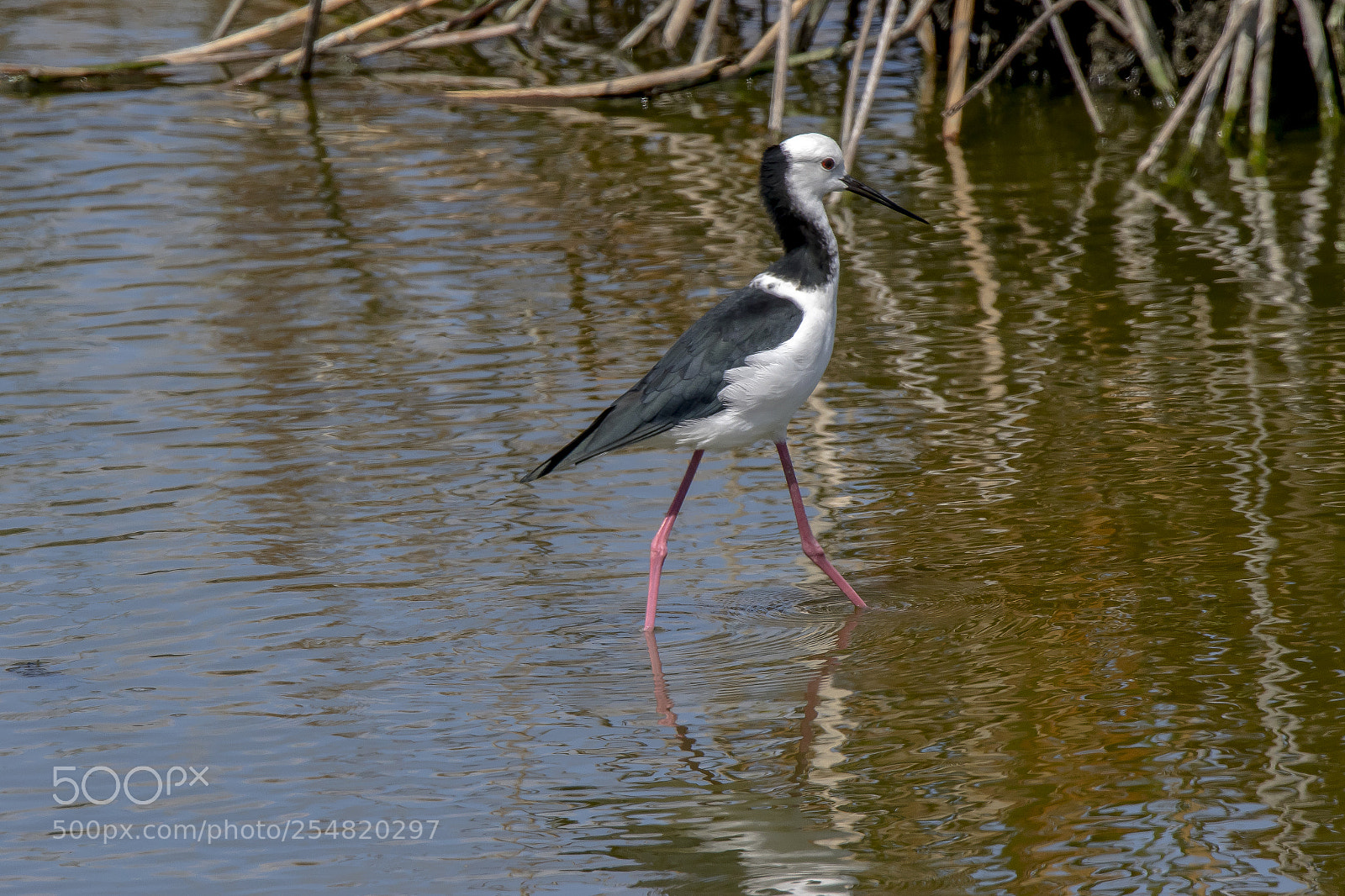Canon EOS 7D Mark II sample photo. Pied stilt photography