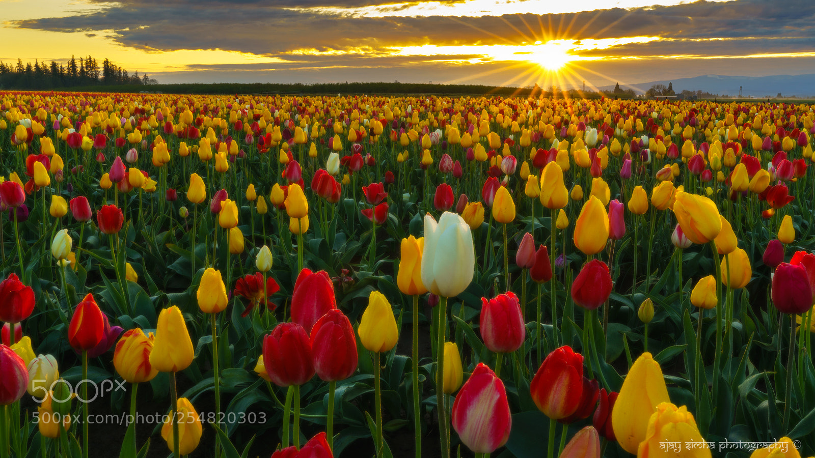 Sony a7R II sample photo. Tulips photography