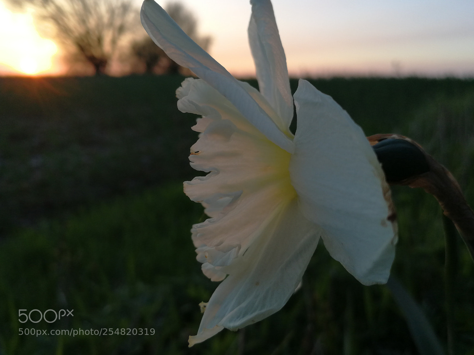 HUAWEI P10 sample photo. Untitled photography