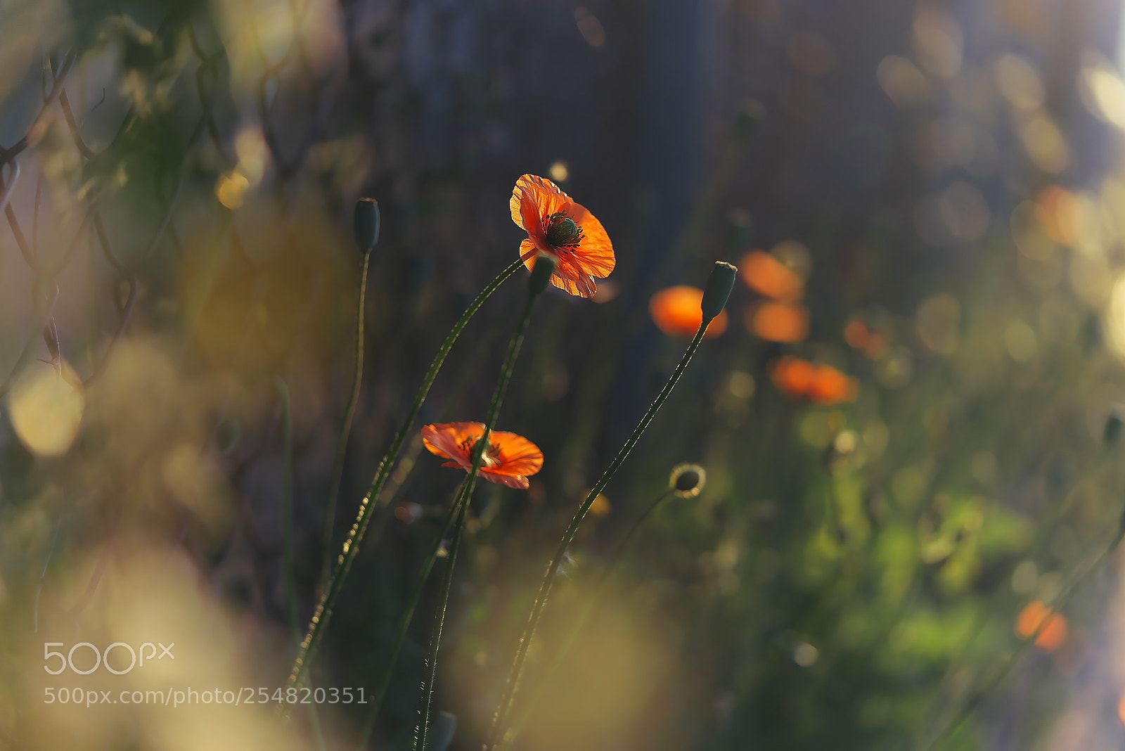 Sony a7R sample photo. Poppy photography