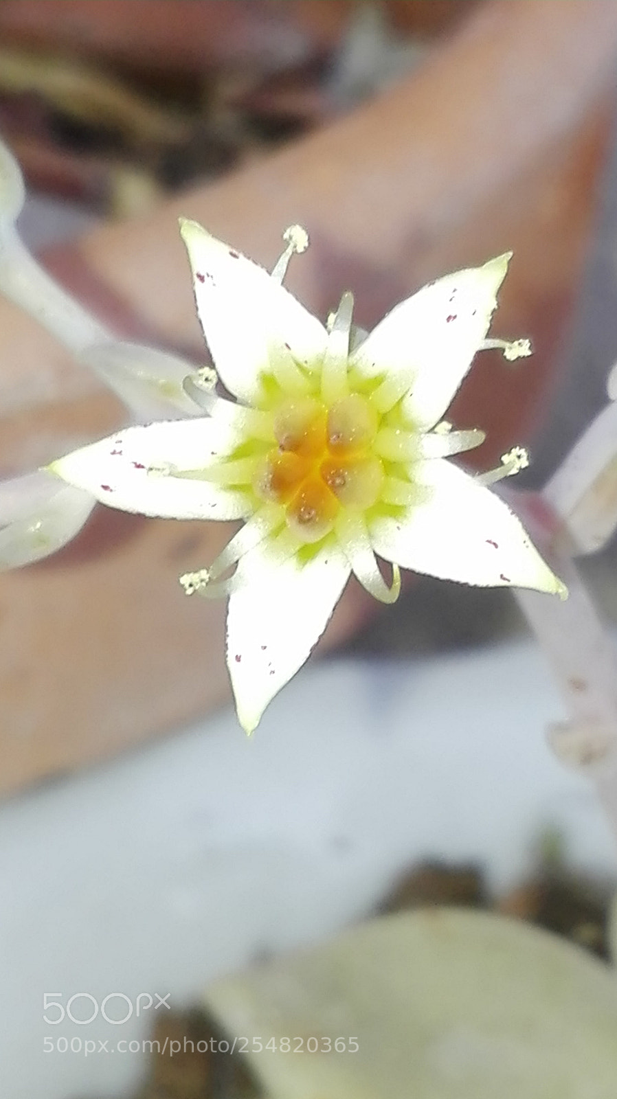 HUAWEI P8 Lite sample photo. Untitled photography