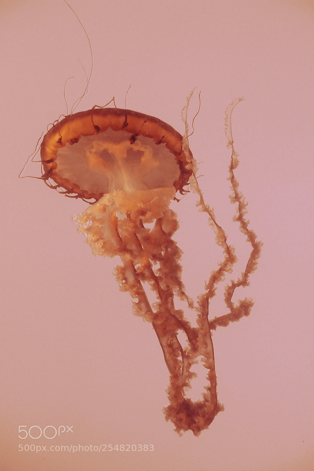 Canon EOS 600D (Rebel EOS T3i / EOS Kiss X5) sample photo. Jelly fish photography