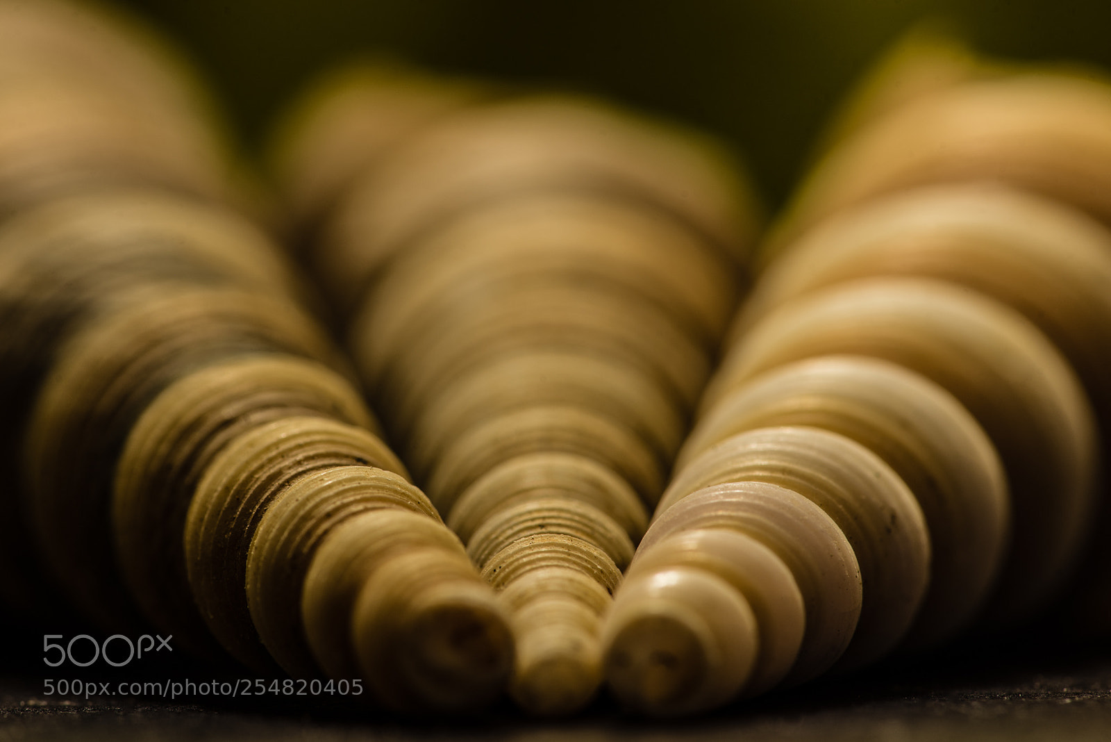 Nikon D610 sample photo. Seashells photography