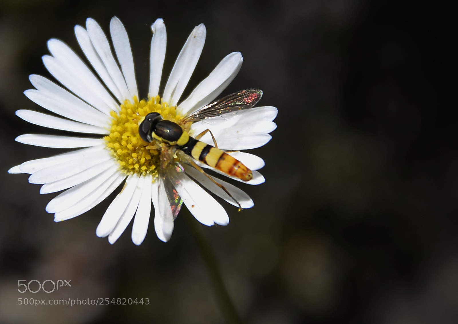 Nikon D610 sample photo. Bee breakfast photography