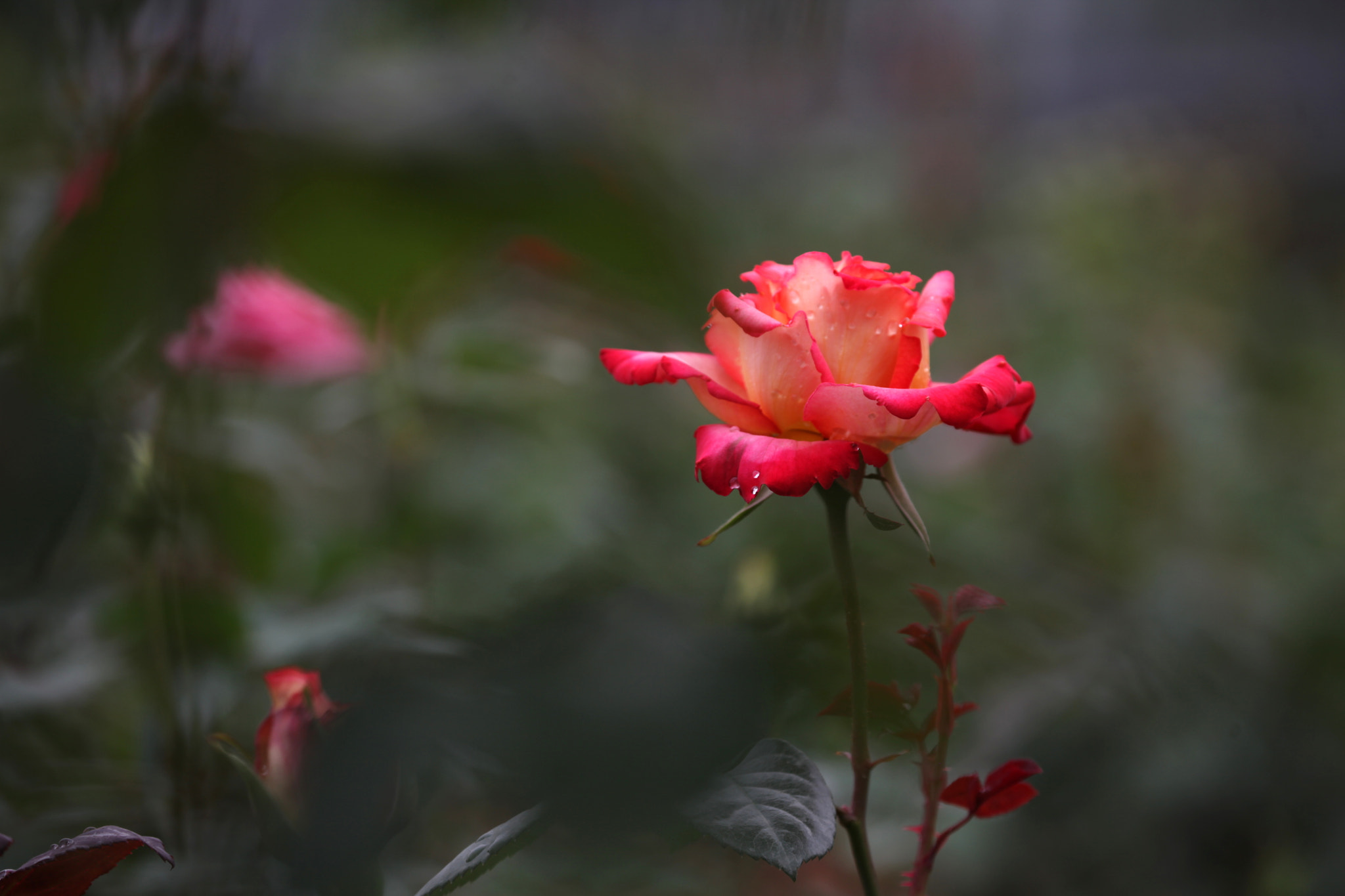Canon EOS 5D Mark II sample photo